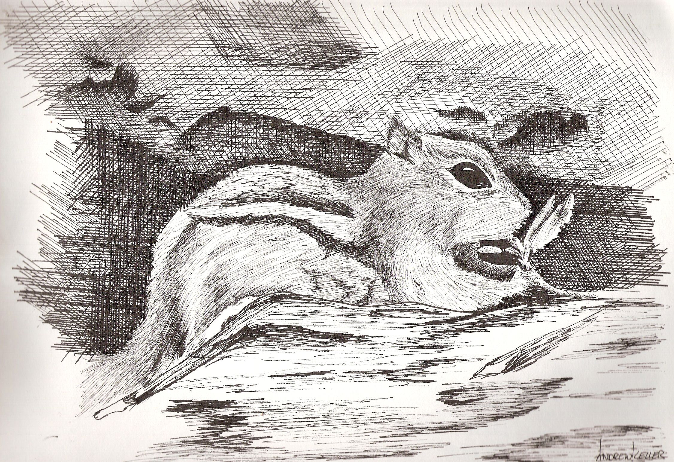Ink drawing of a ground squirrel nibbling a flower