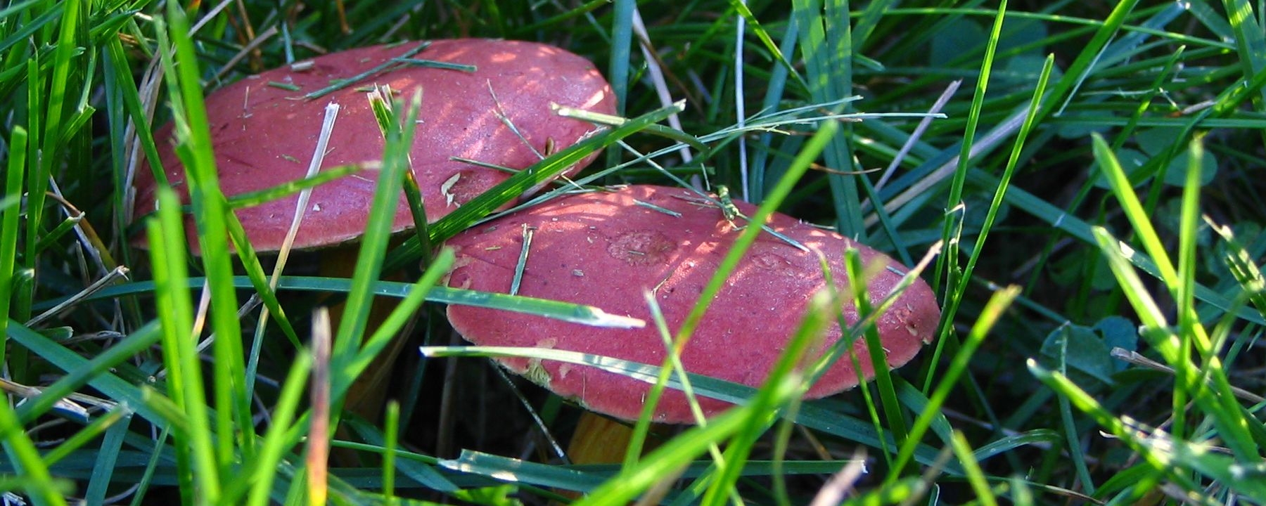 A pair of toadstoals in the grass
