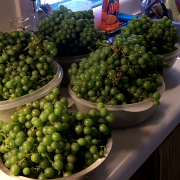 large_2013-08 grapes-08.png