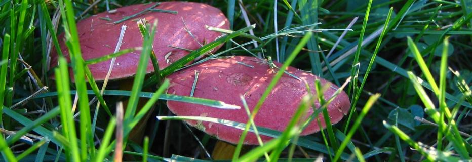 A pair of toadstoals in the grass